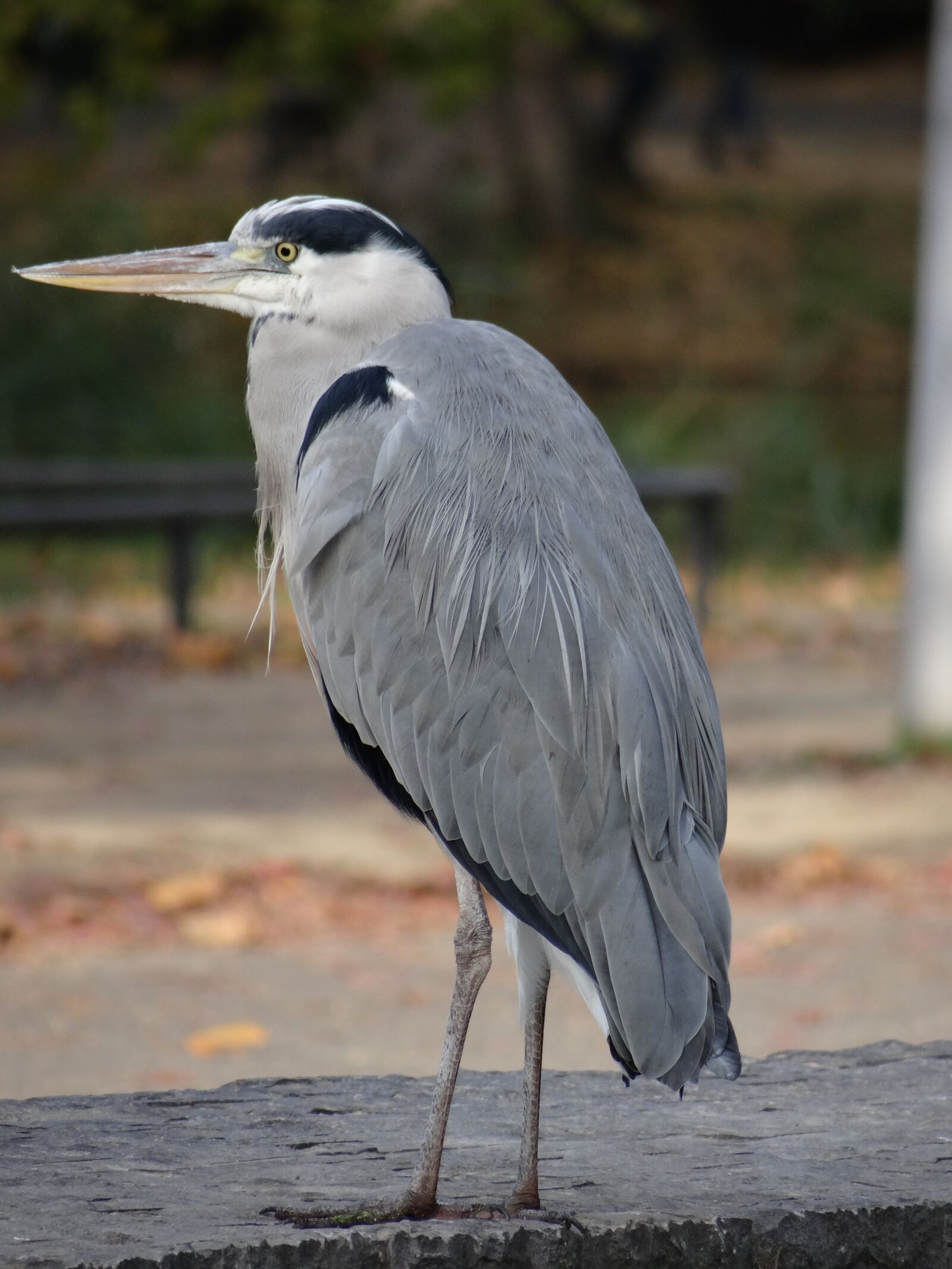 Sony DSC-HX200V sample photo. Bird, wildlife, plumage photography