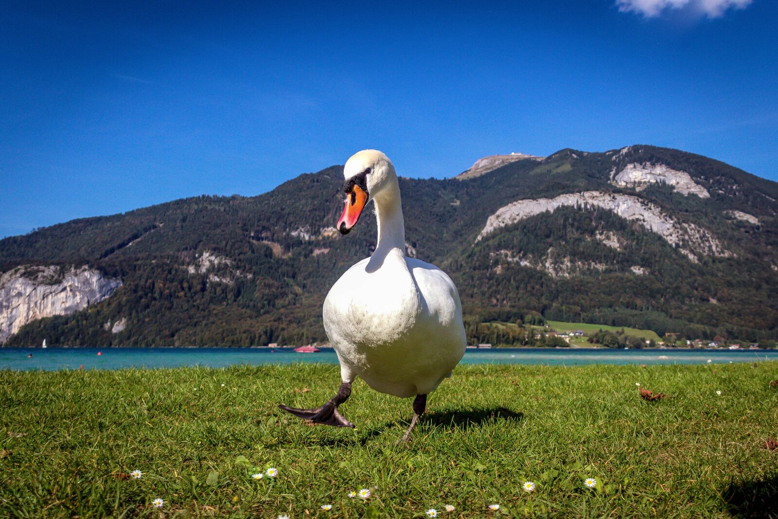 Canon EOS 600D (Rebel EOS T3i / EOS Kiss X5) sample photo. Swan, nature, bird photography