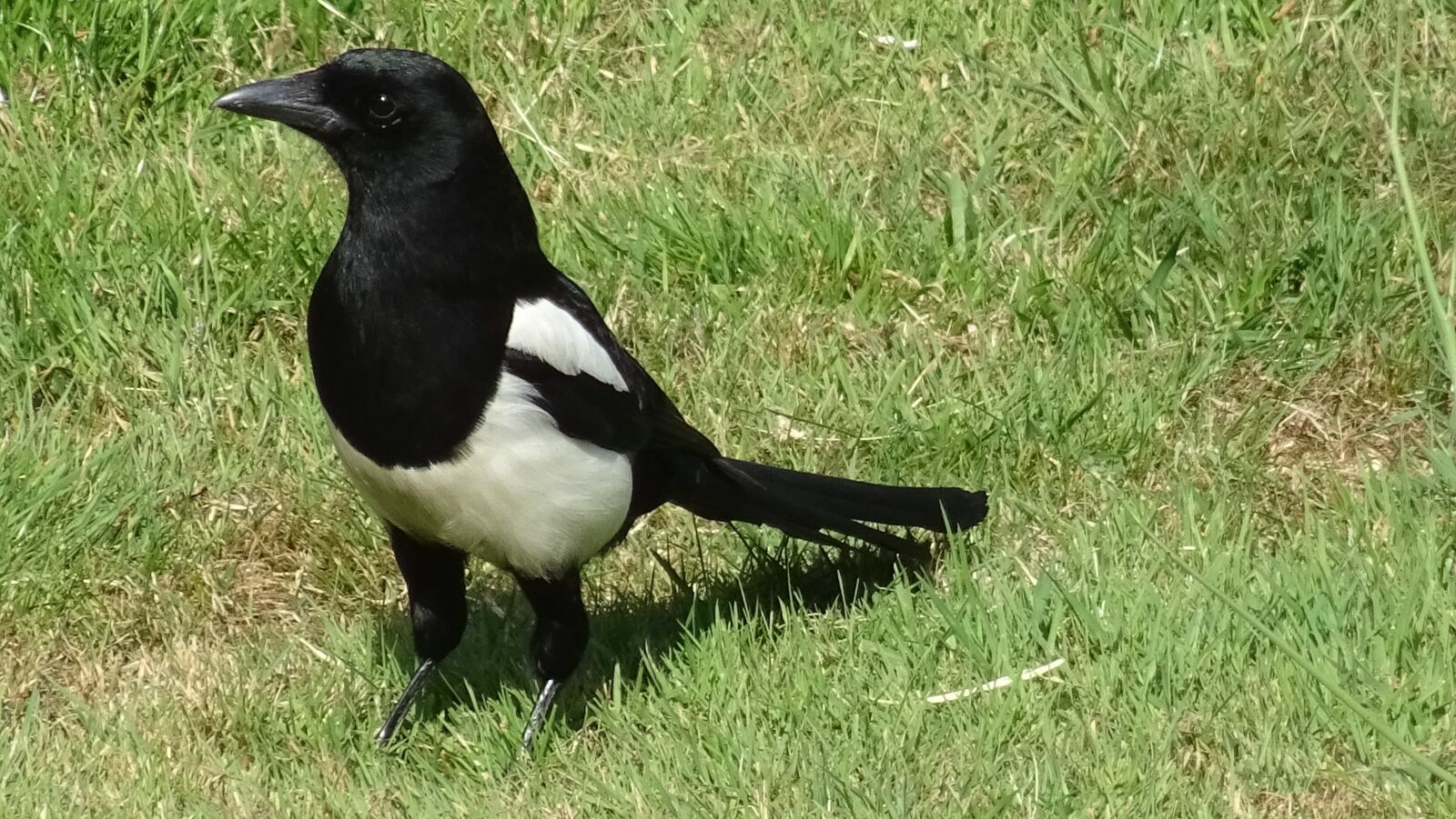 Sony DSC-HX60 sample photo. Pie, bird, beak photography