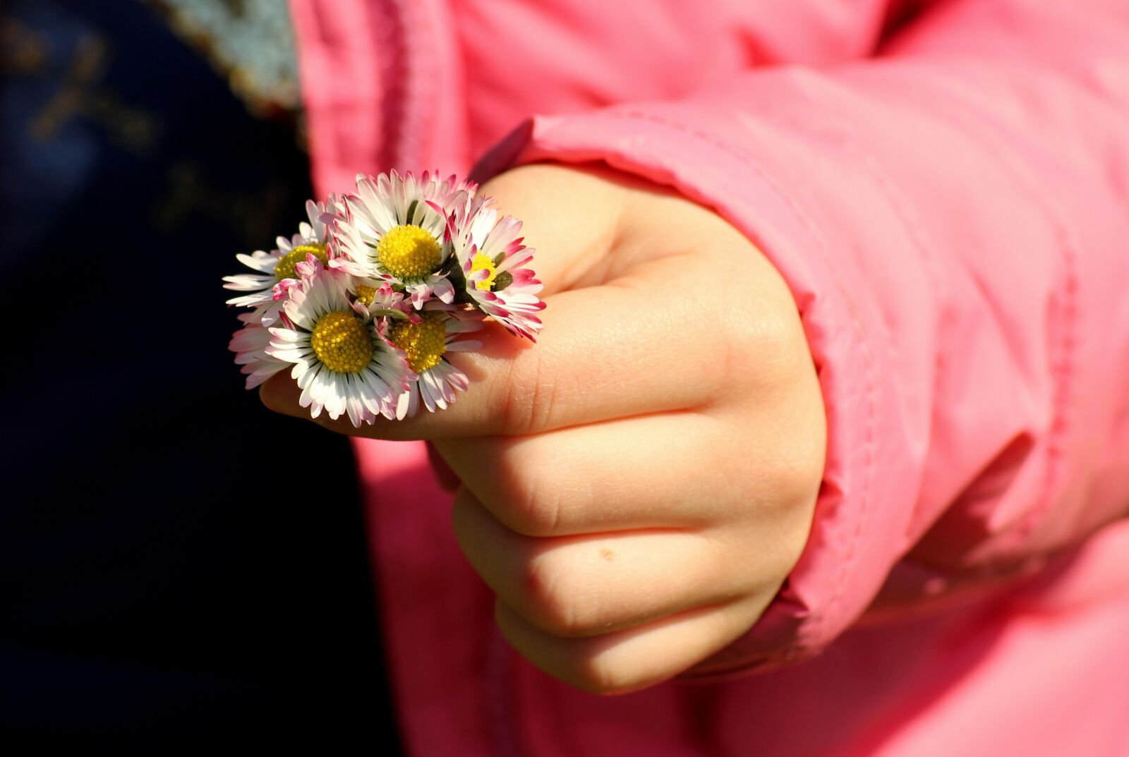 Canon EOS 1200D (EOS Rebel T5 / EOS Kiss X70 / EOS Hi) sample photo. Daisies, spring, took photography