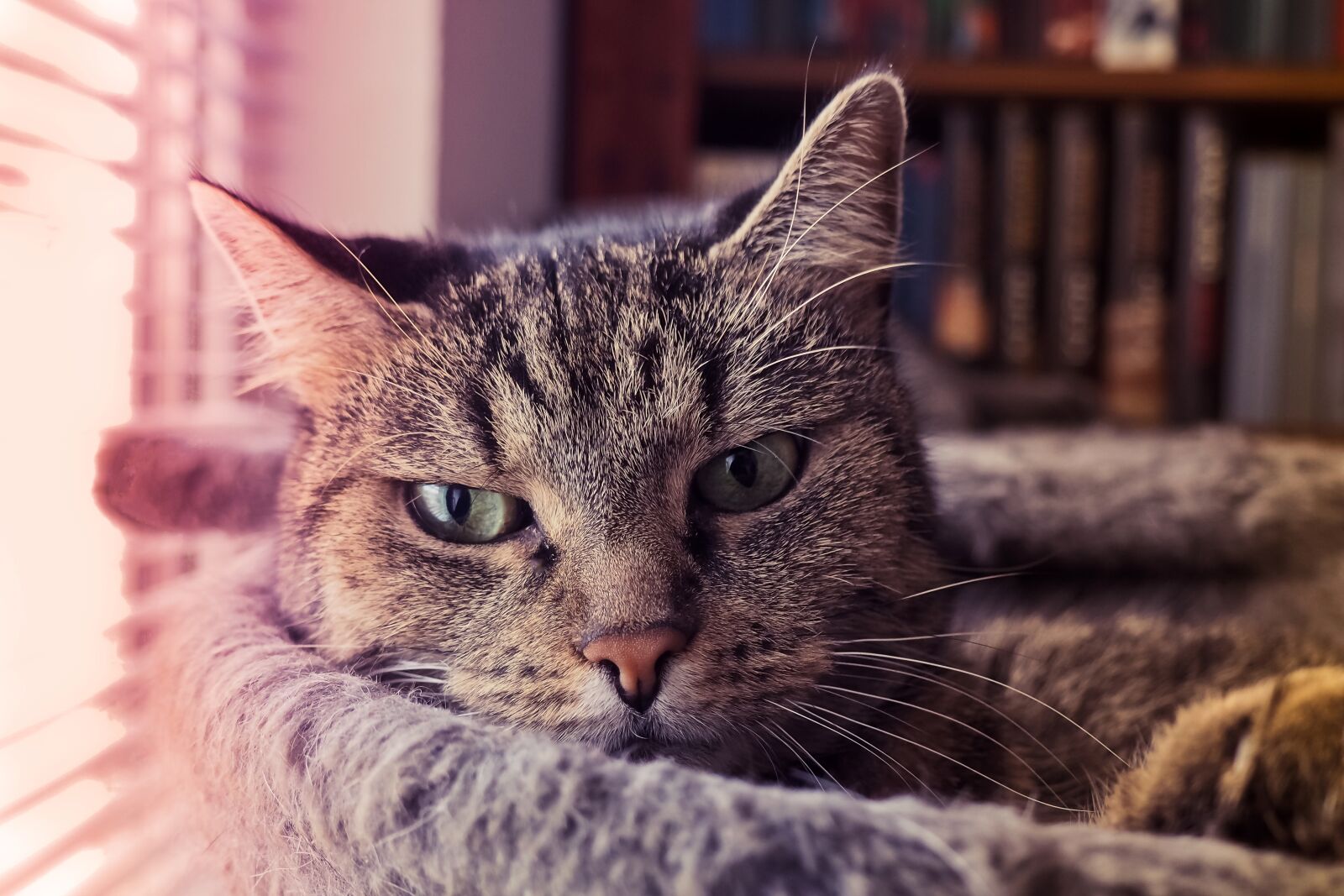 Olympus OM-D E-M10 sample photo. Animal, cat, pet photography