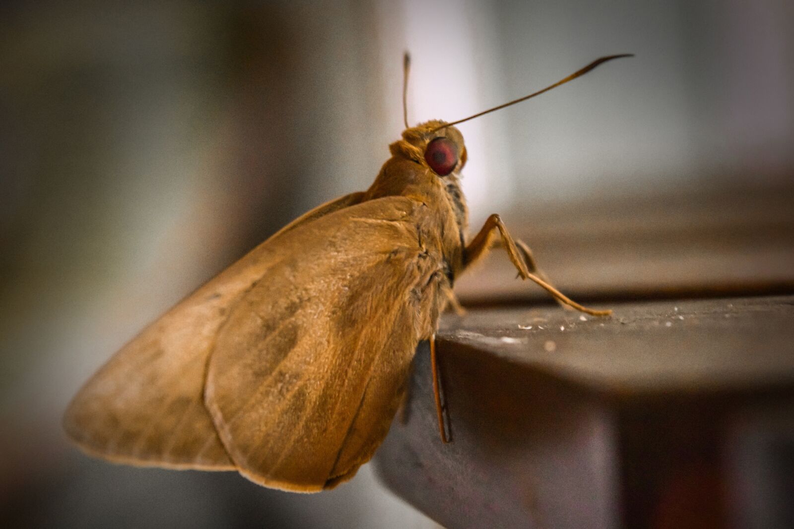 Nikon D3300 sample photo. Moth, insect, butterfly photography
