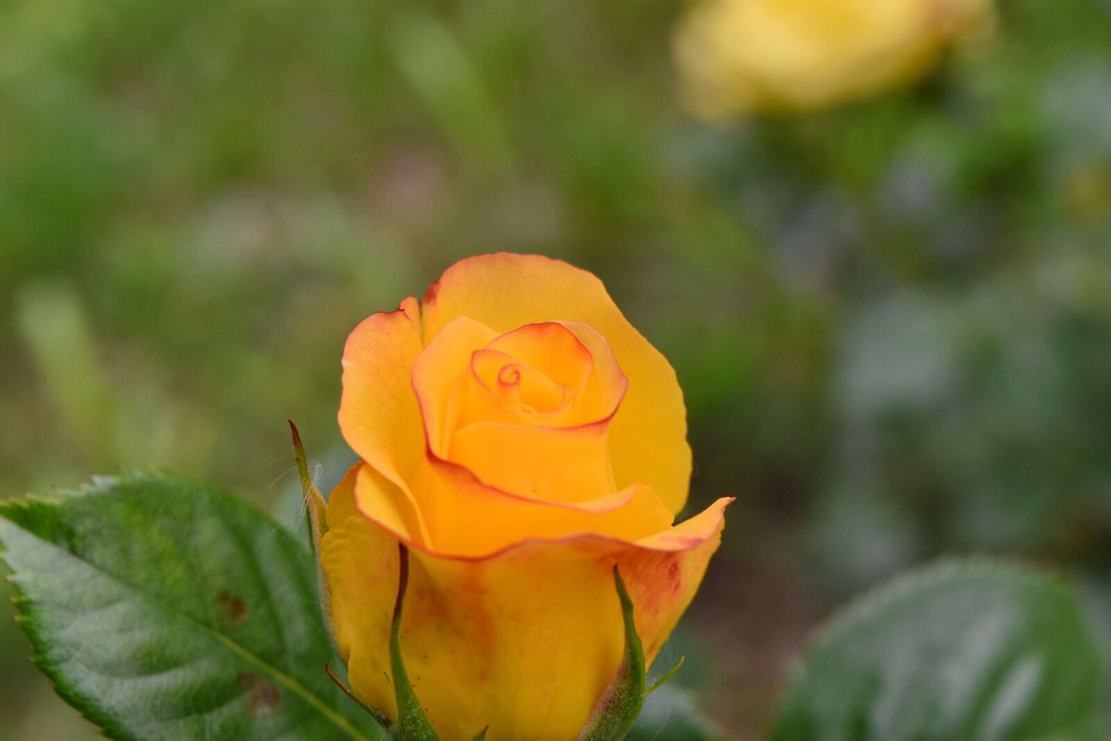 Nikon D5500 sample photo. Yellowish brown, beautiful, beautiful photography