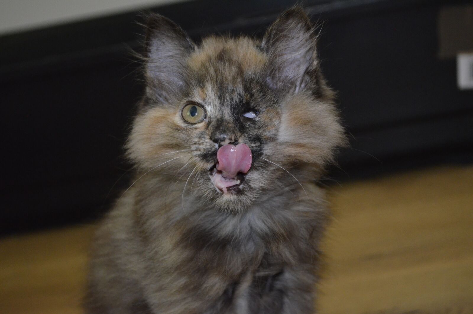 Nikon D5100 sample photo. Cat, kitten, pirate photography