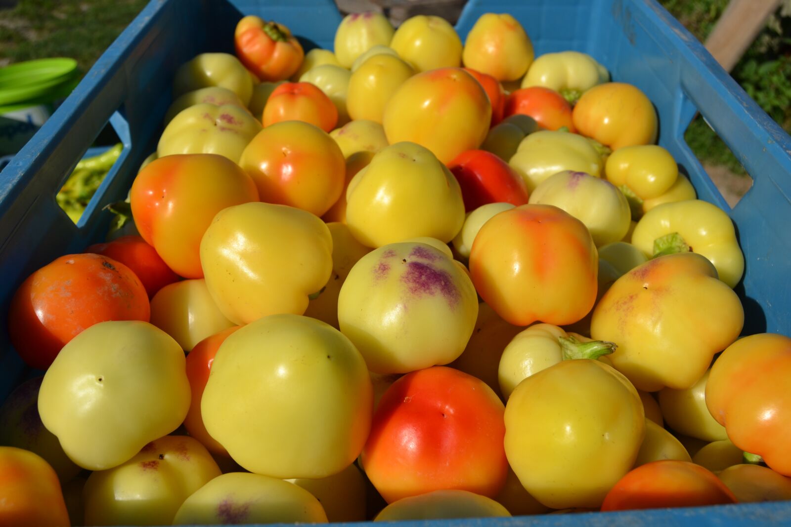Nikon D3100 sample photo. Alma paprika, garden, fruits photography