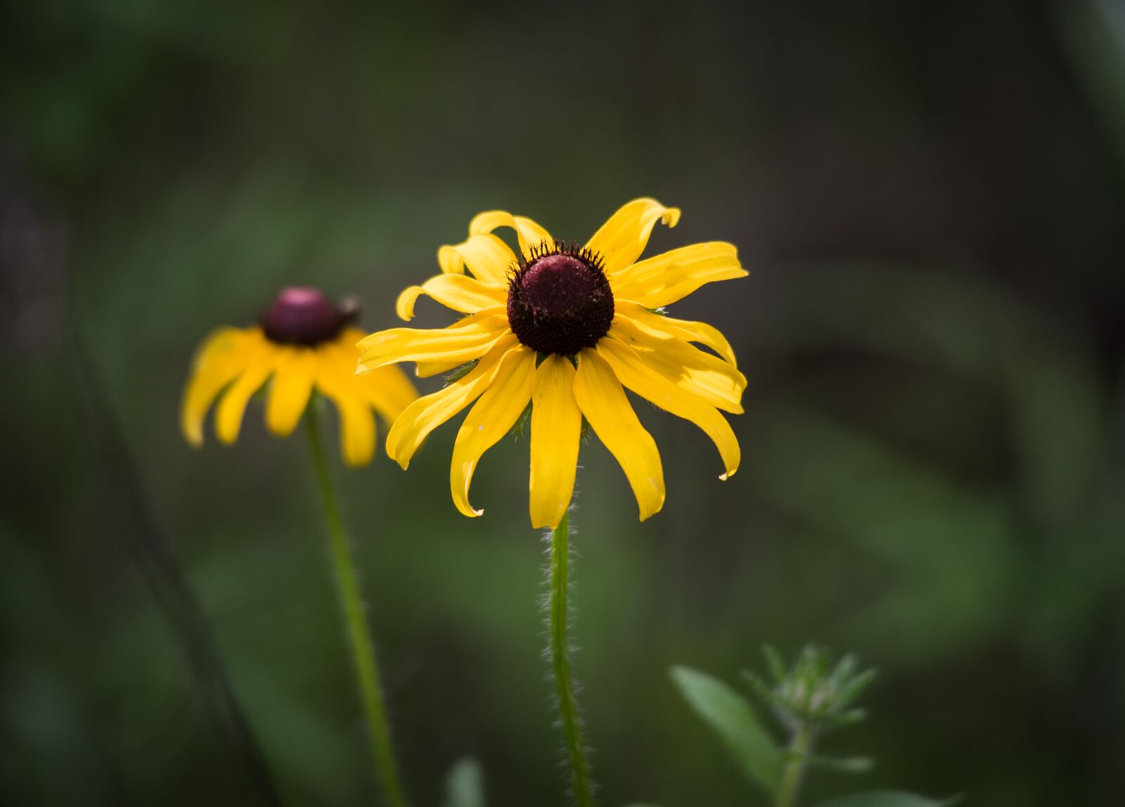 Nikon D750 sample photo. Wildflowers, flowers, nature photography