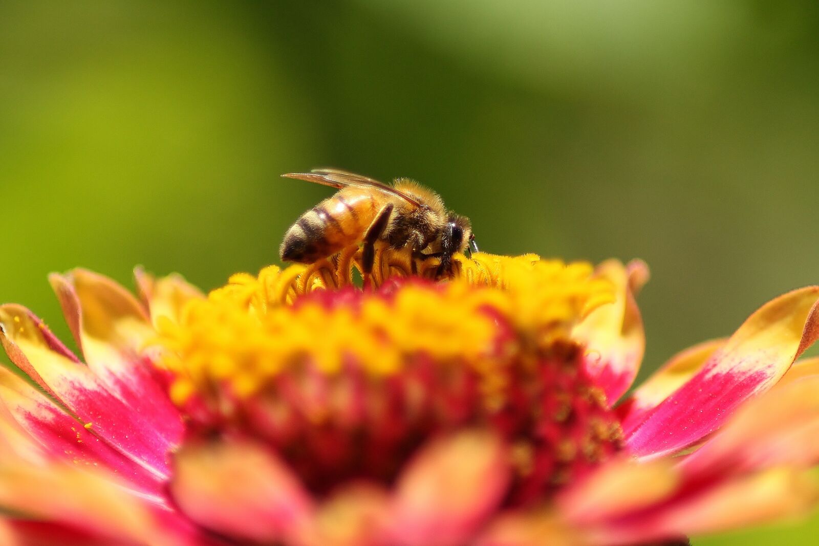 Canon EOS 1100D (EOS Rebel T3 / EOS Kiss X50) sample photo. Bee, flower, zinnia photography