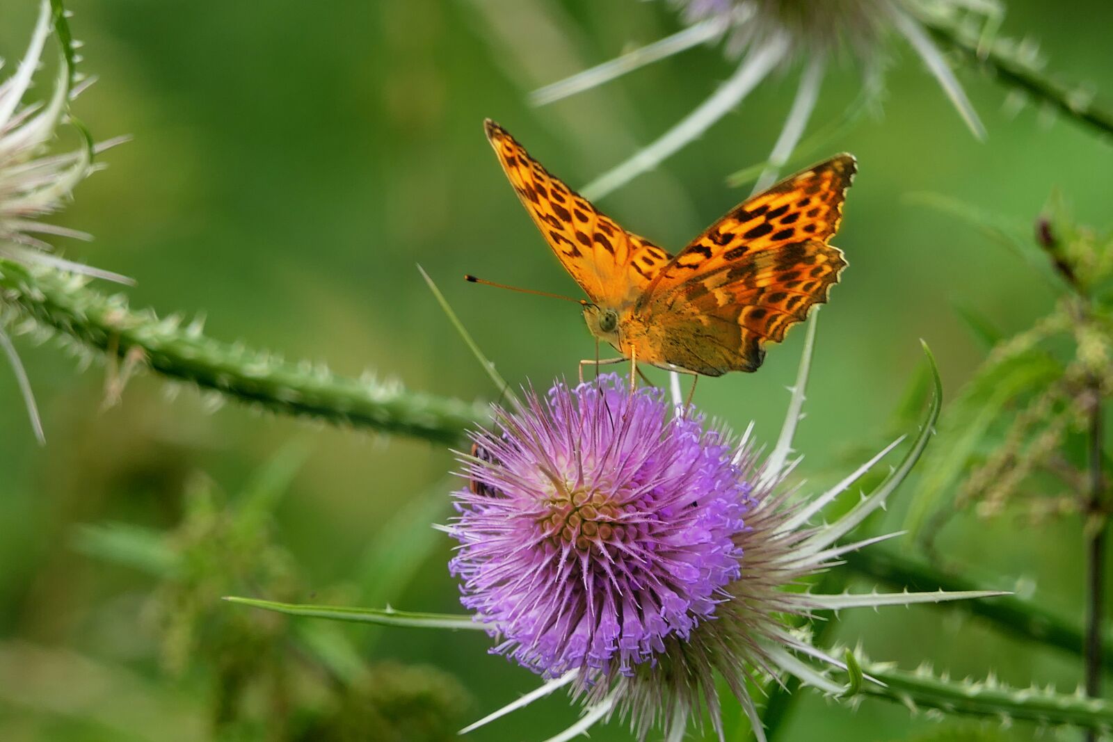 Panasonic Lumix DMC-FZ2500 (Lumix DMC-FZ2000) sample photo. Butterfly, flower, nature photography