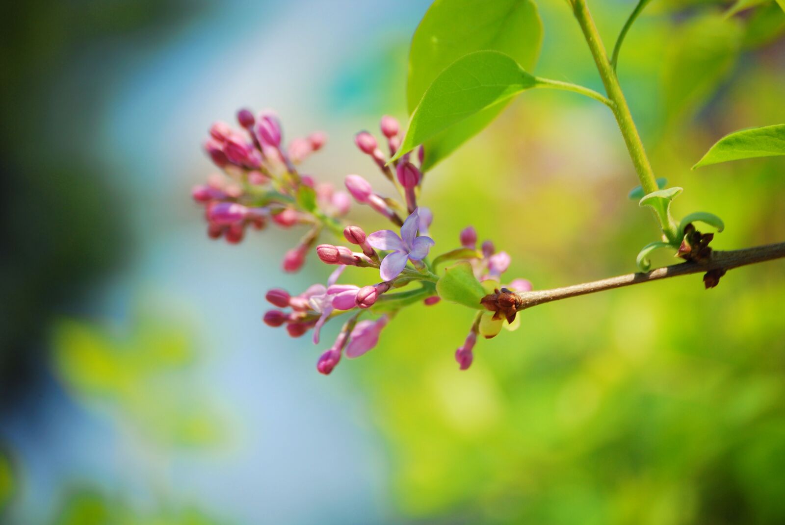 Nikon D60 sample photo. Lilac, flowers, spring photography