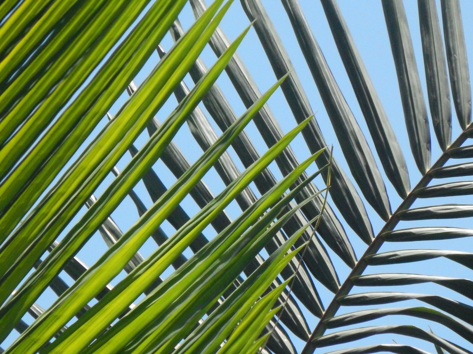 Nikon Coolpix L820 sample photo. Palmas, leaves, palm tree photography
