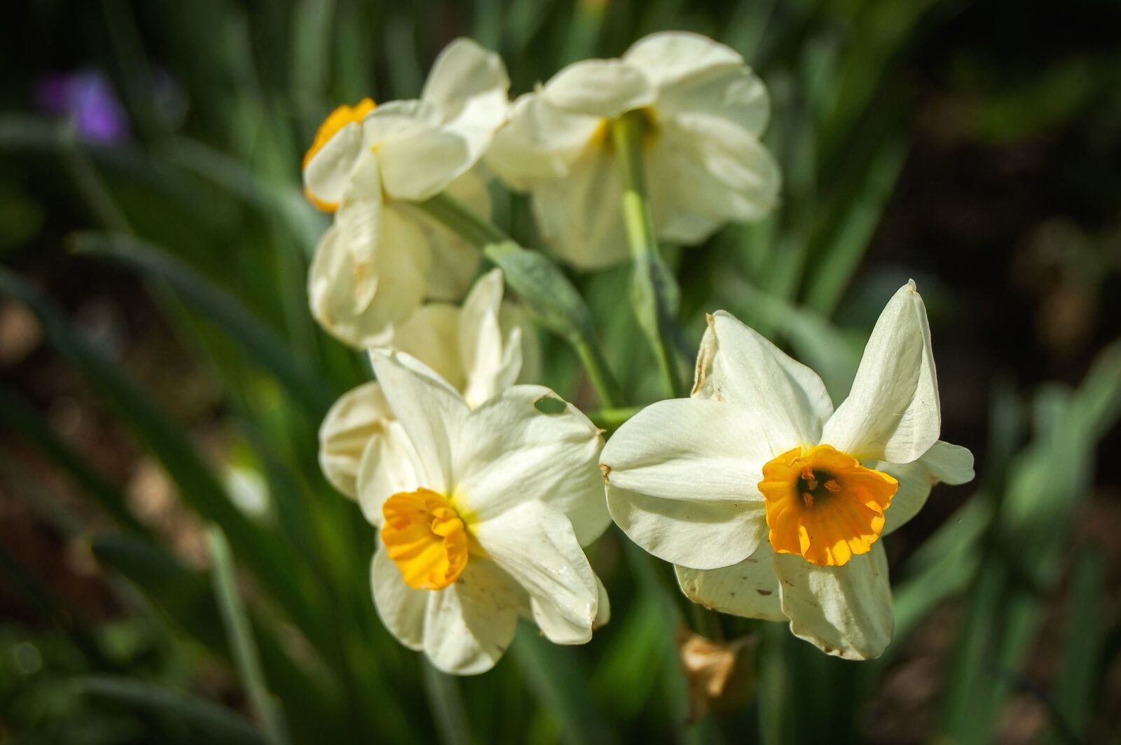 Nikon D40 sample photo. Daffodil, flower, yellow, plant photography