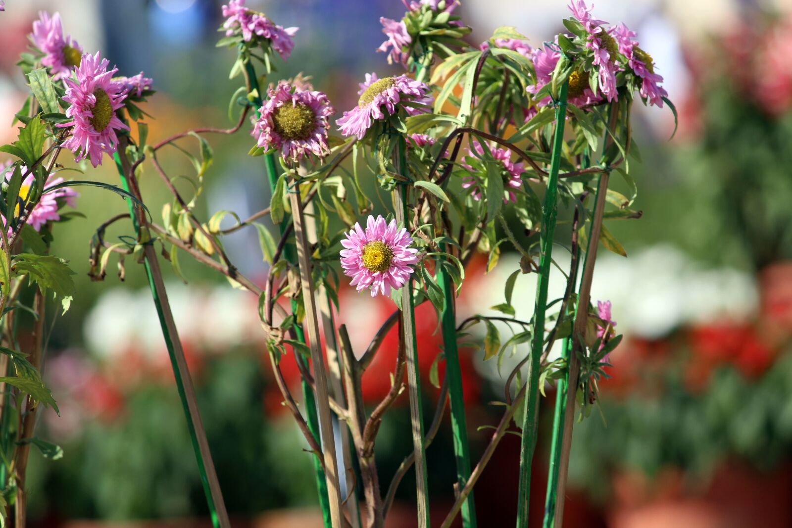 Canon EOS 700D (EOS Rebel T5i / EOS Kiss X7i) sample photo. Nature, beauty, flowers photography