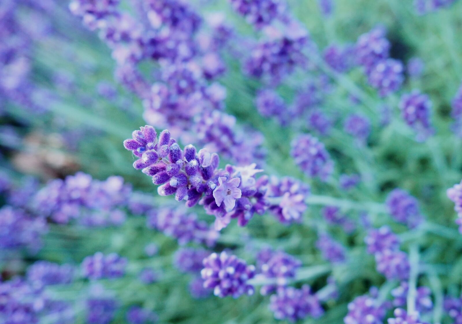 Olympus OM-D E-M10 II sample photo. Lavender, flower, purple photography