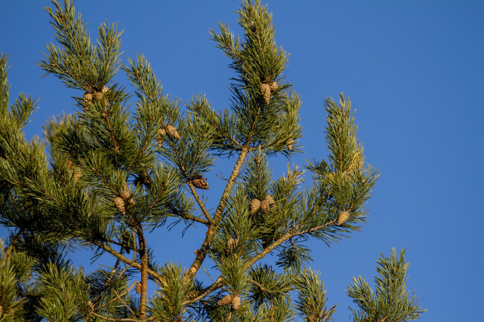 Canon EF 70-200mm F4L IS USM sample photo. Pine, cone, tree photography