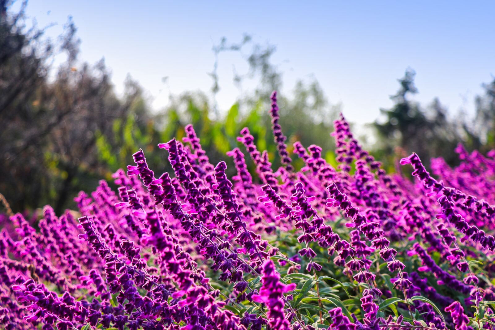 Canon EF-S 18-135mm F3.5-5.6 IS USM sample photo. Flower, sage, park photography