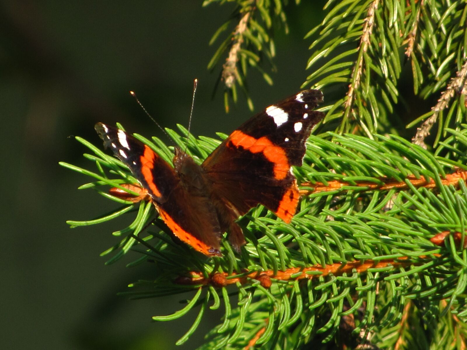 Canon PowerShot SX20 IS sample photo. Butterfly, nature, flying insects photography