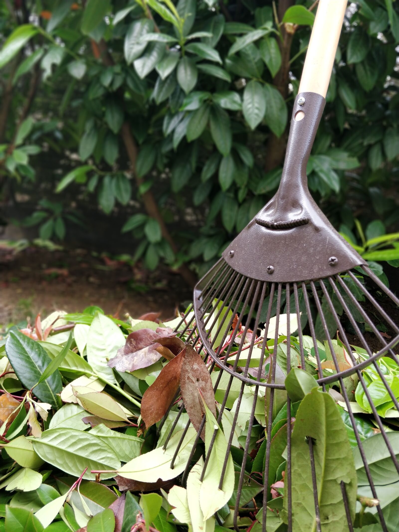 OnePlus 5T sample photo. Gardening, leaves, rake photography