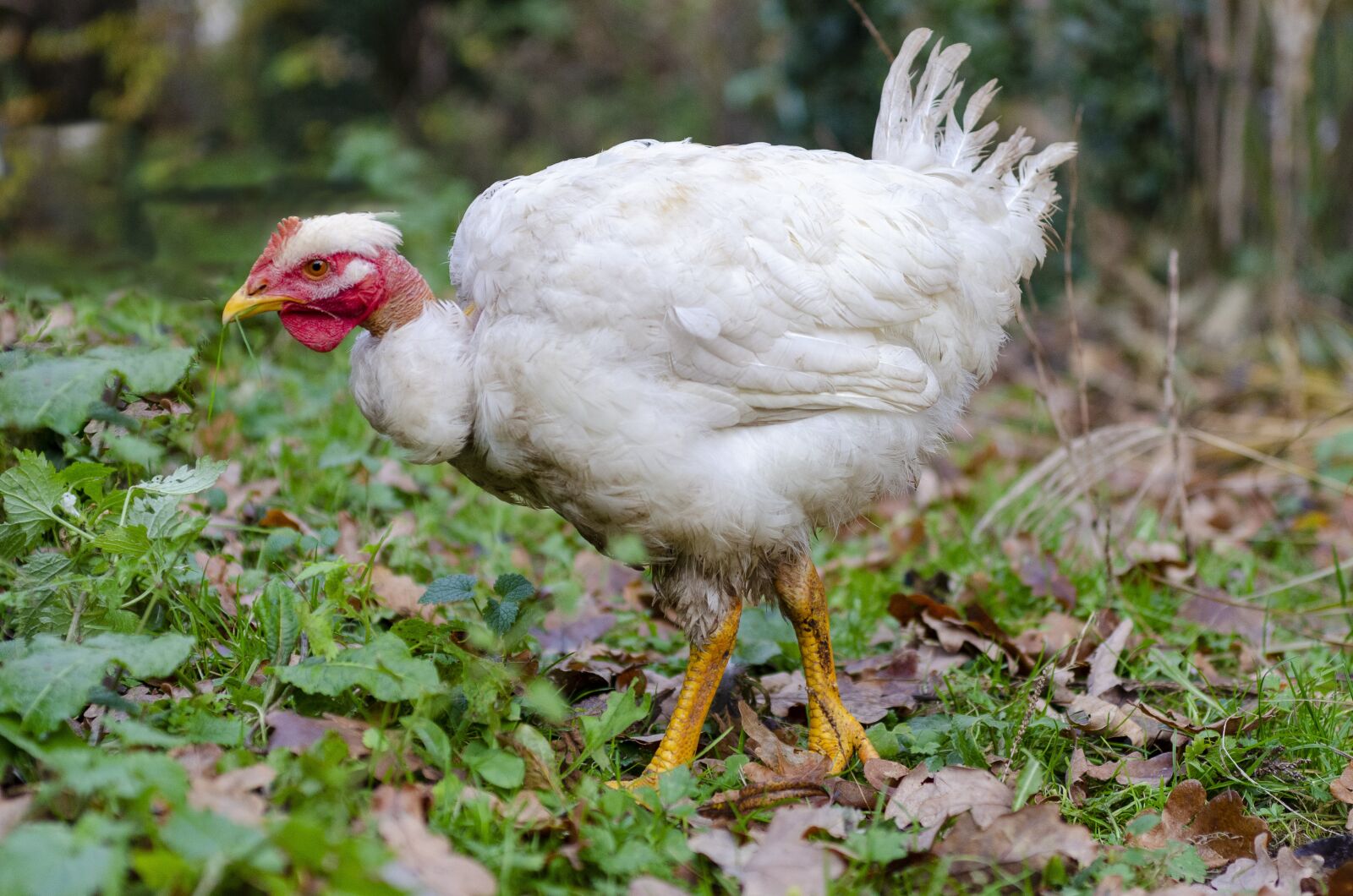 Nikon D7000 sample photo. Hen, poulette, pen photography
