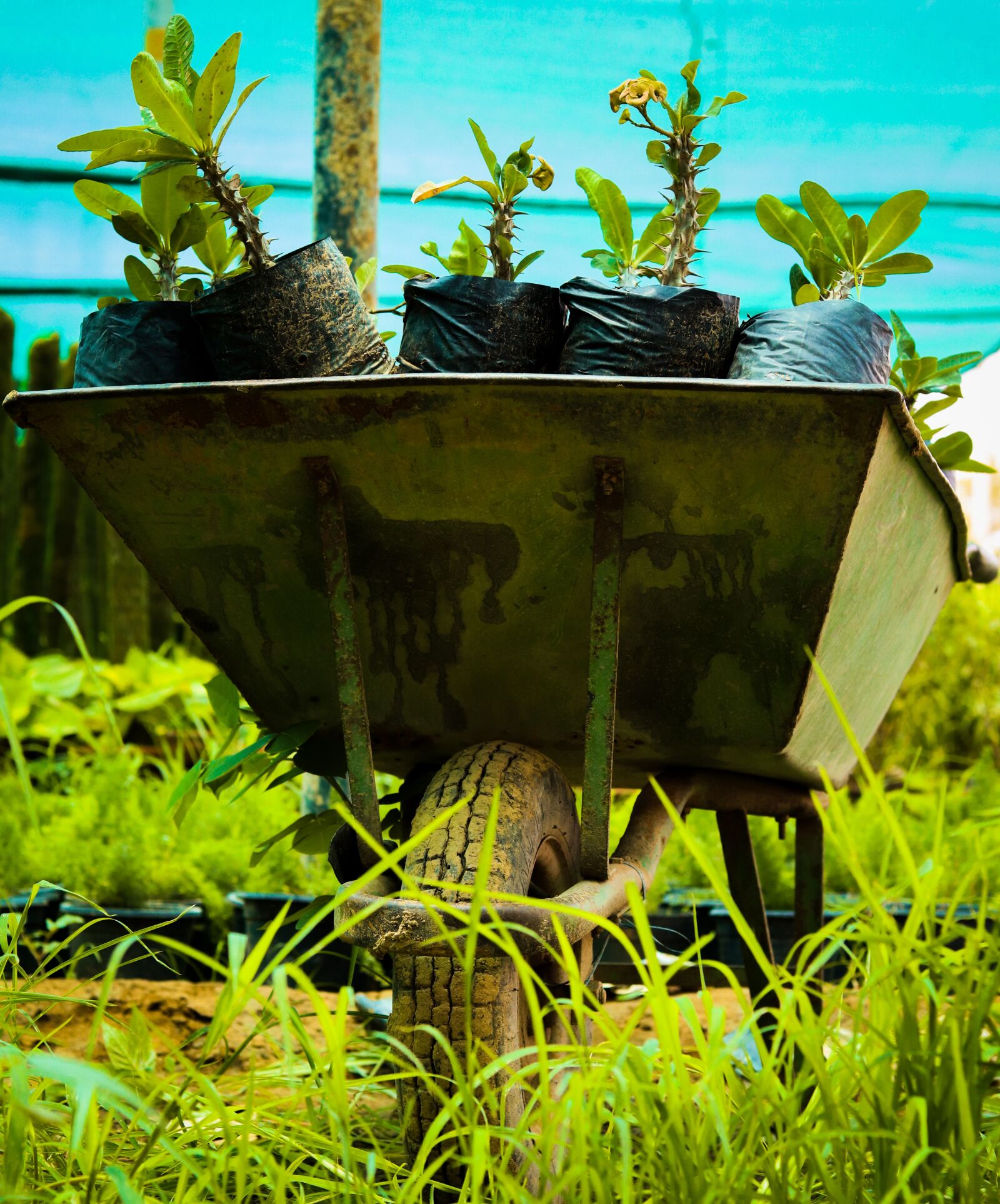 Canon EOS 200D (EOS Rebel SL2 / EOS Kiss X9) + Canon EF 50mm F1.8 STM sample photo. Grass, wheelbarrow, plants photography