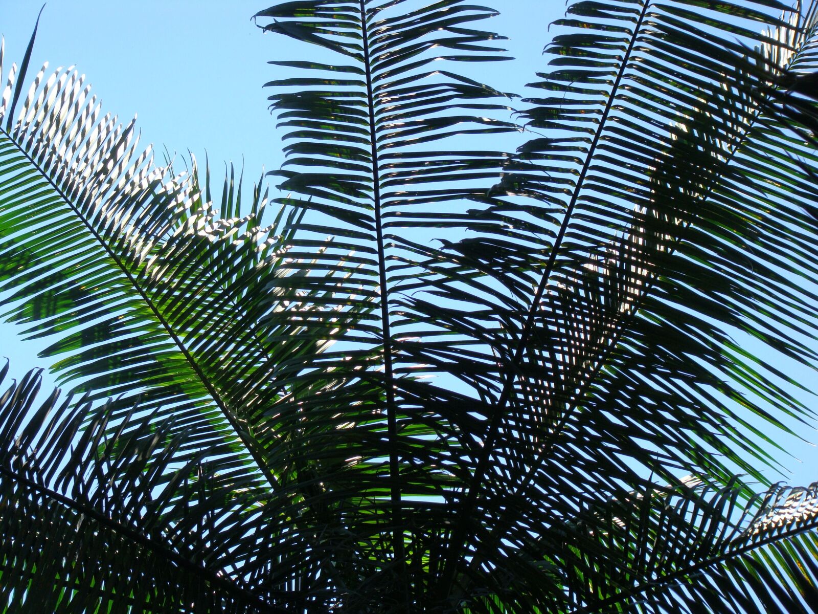 Sony DSC-H7 sample photo. Nature, flying, forest photography