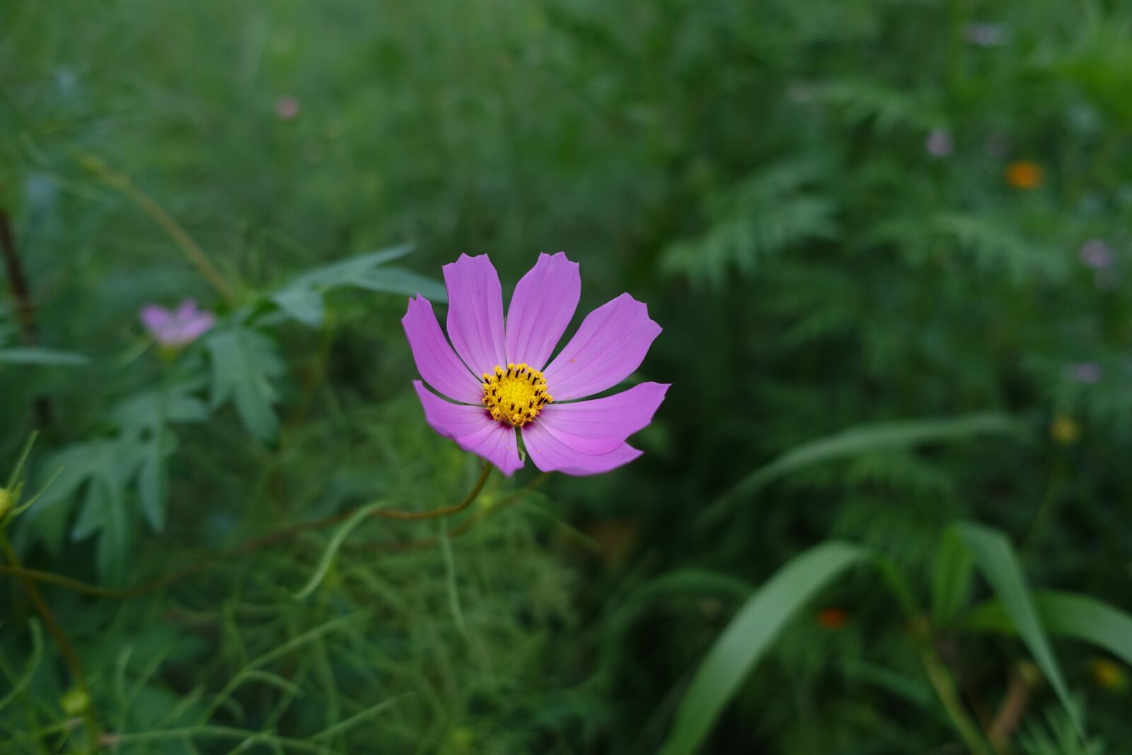 Sony Cyber-shot DSC-RX100 III sample photo. Nature, plants, flowers photography