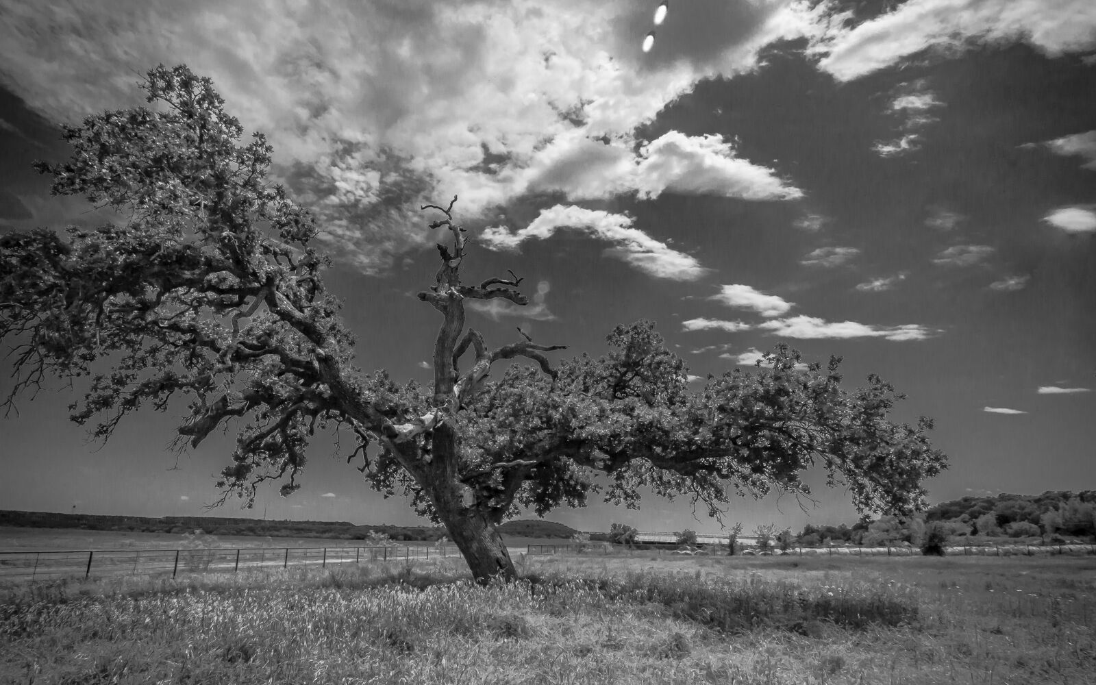 Canon EOS 50D sample photo. Trees, lightning, tree photography