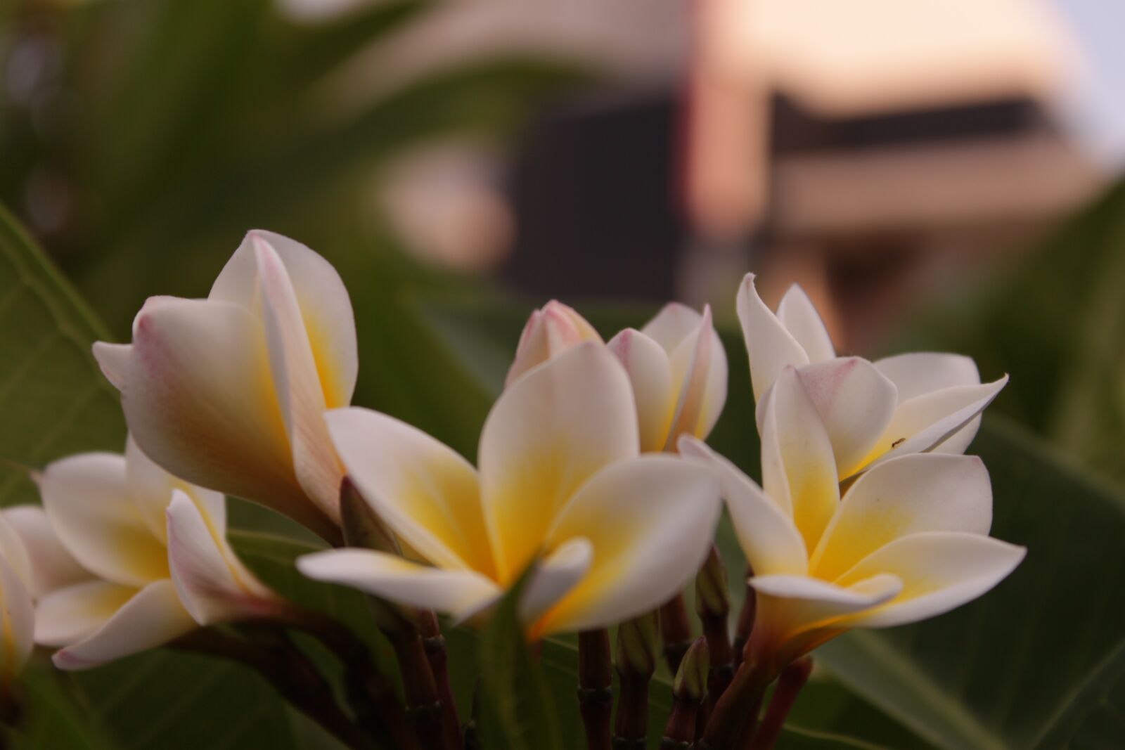 Canon EOS 500D (EOS Rebel T1i / EOS Kiss X3) sample photo. Twilight, decor, garden photography