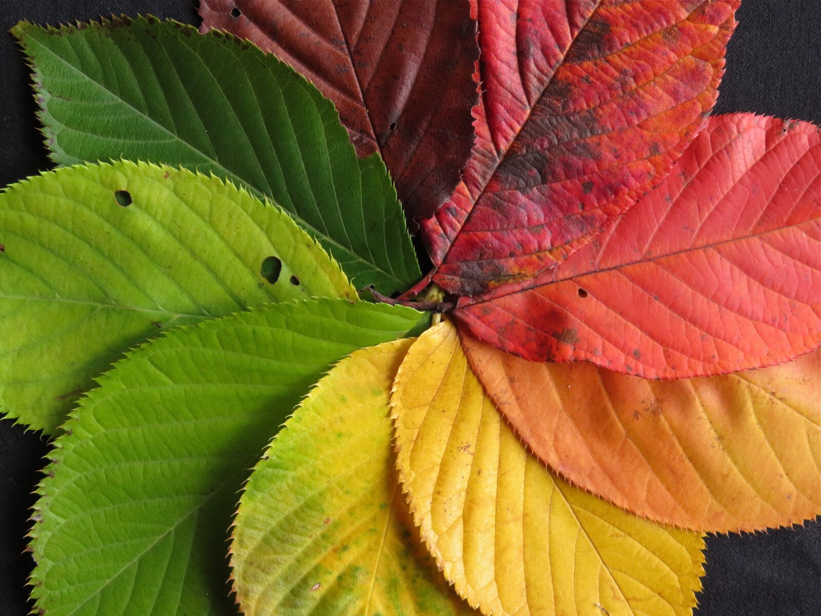 Canon PowerShot SX710 HS sample photo. Autumn leaves, fall leaves photography