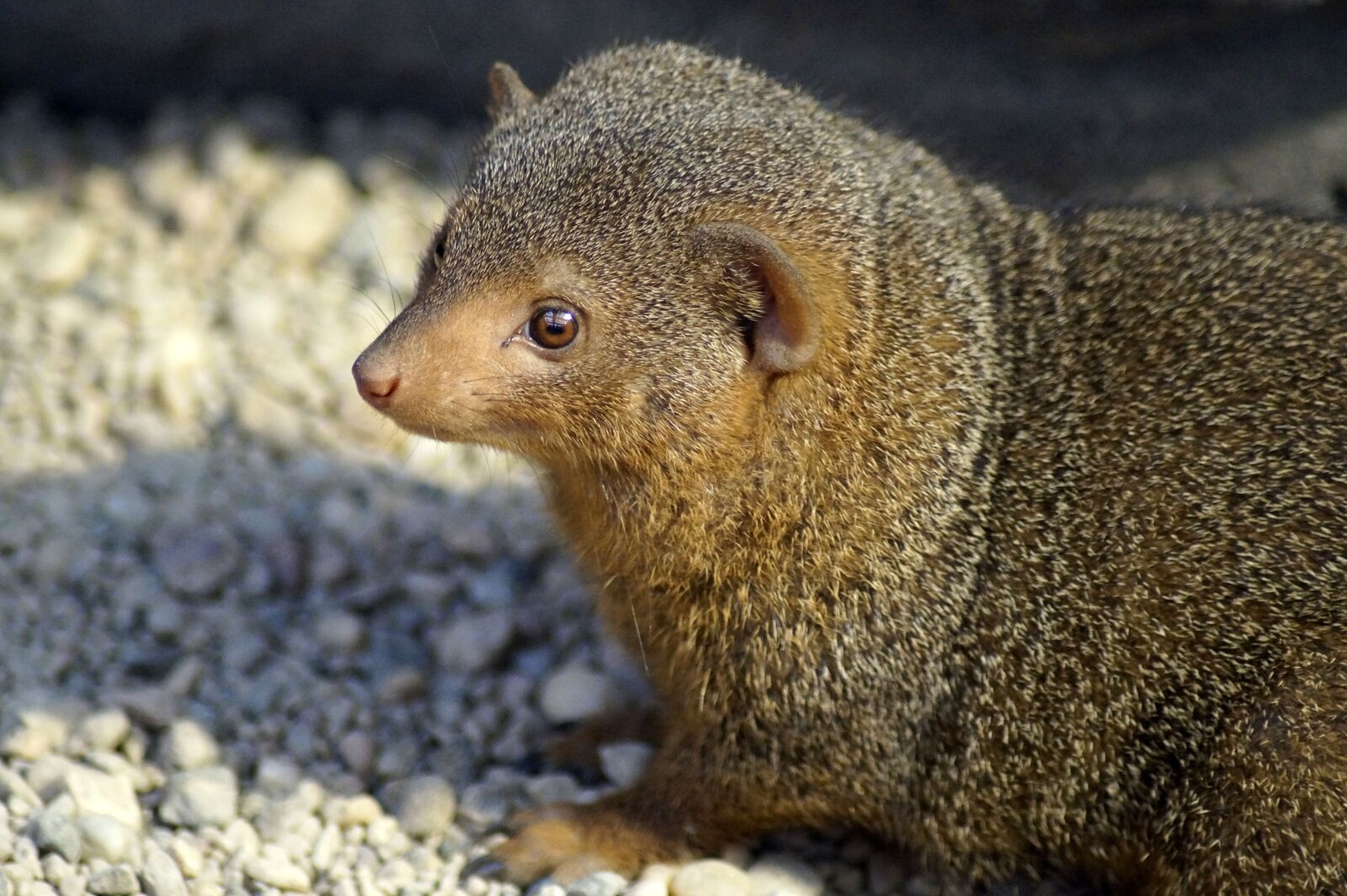 Sony SLT-A58 sample photo. Mongoose, zwergmanguste, zoo photography