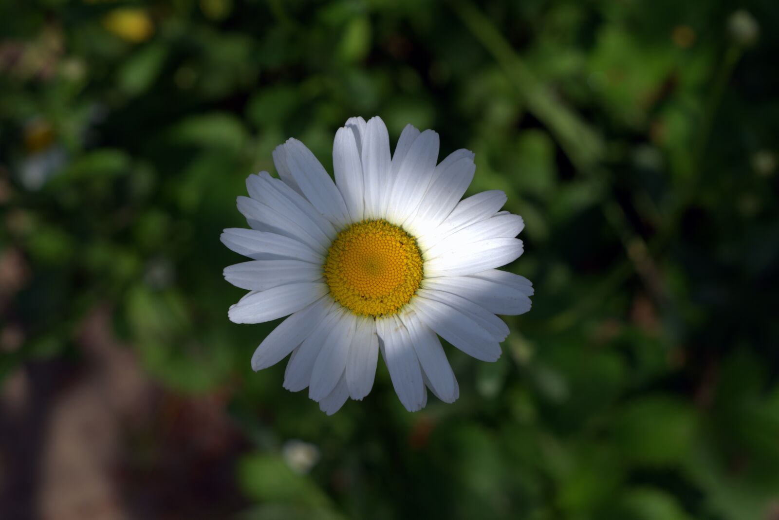 Pentax K-S2 sample photo. Daisies, white flakes, flower photography
