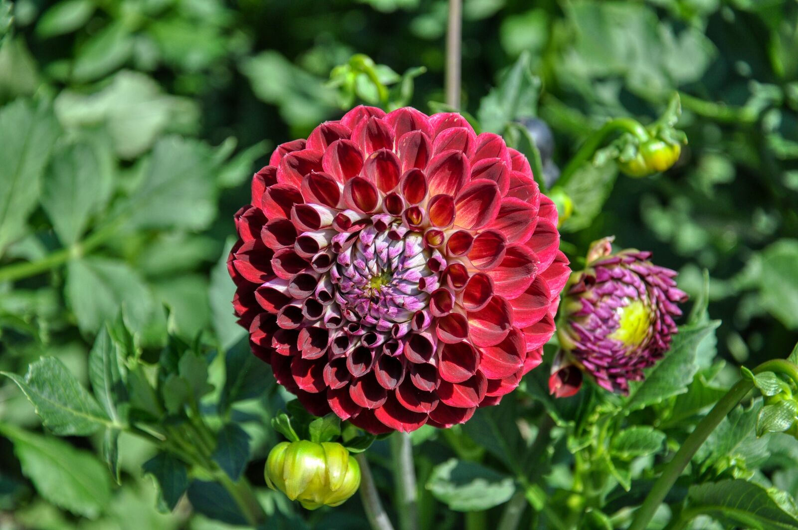 Nikon D5000 sample photo. Dahlias, bud, dahlia photography