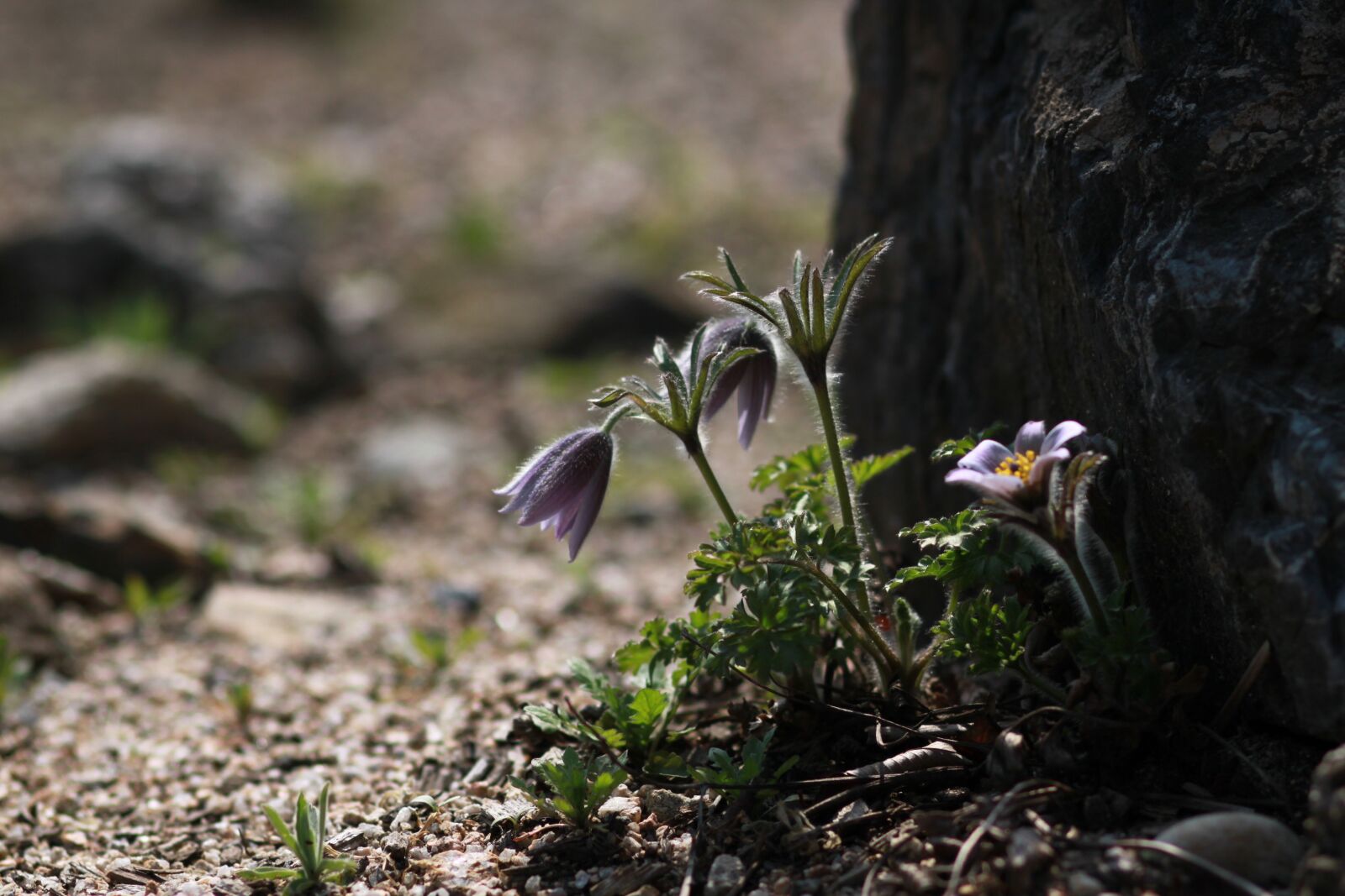 Canon EOS 500D (EOS Rebel T1i / EOS Kiss X3) sample photo. Nature, plants, outdoors photography