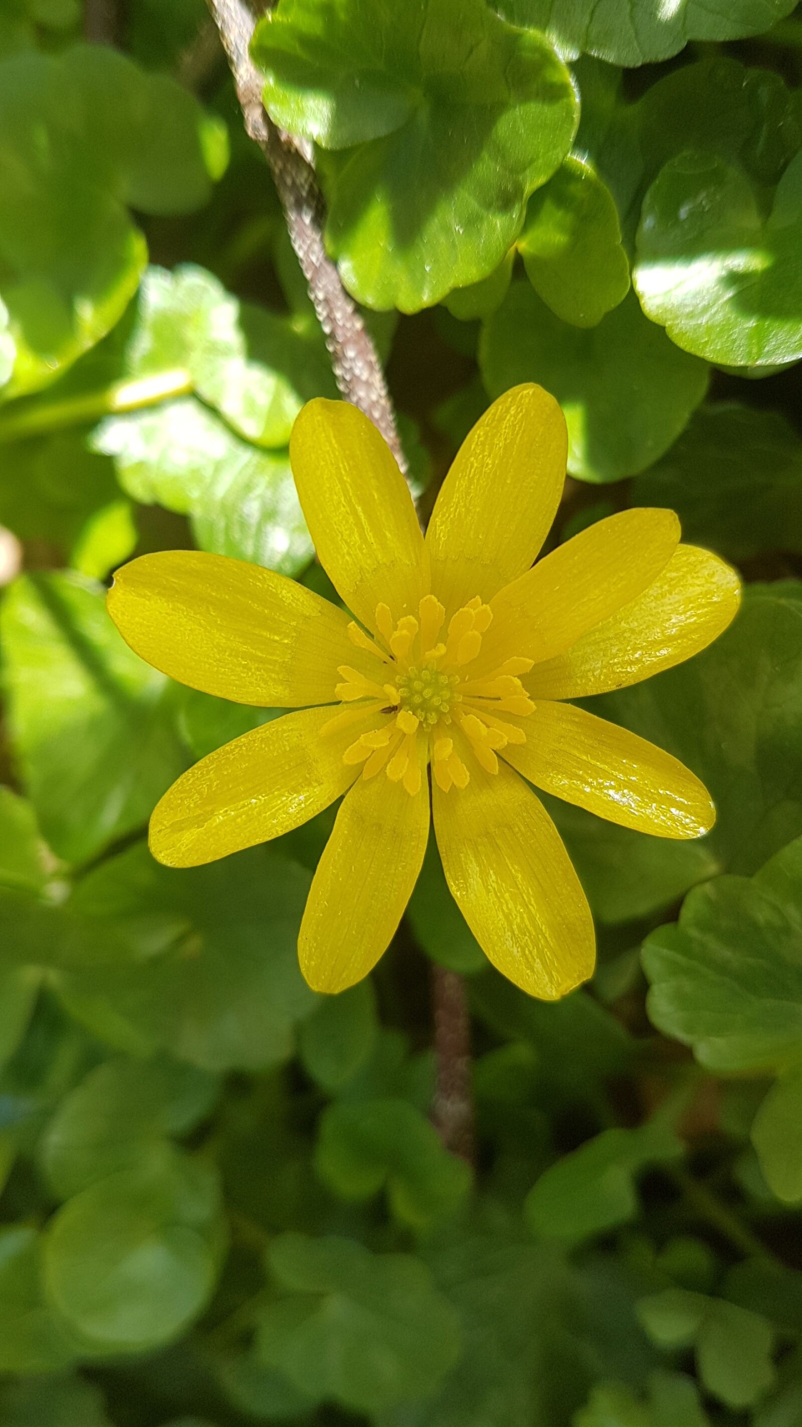 Samsung Galaxy S7 sample photo. Buttercup, yellow, bloom photography