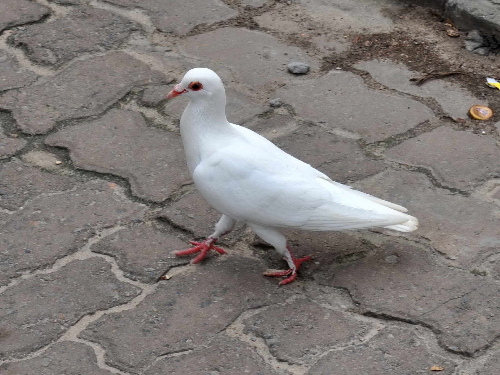 Nikon D5000 sample photo. White dove, sidewalk photography