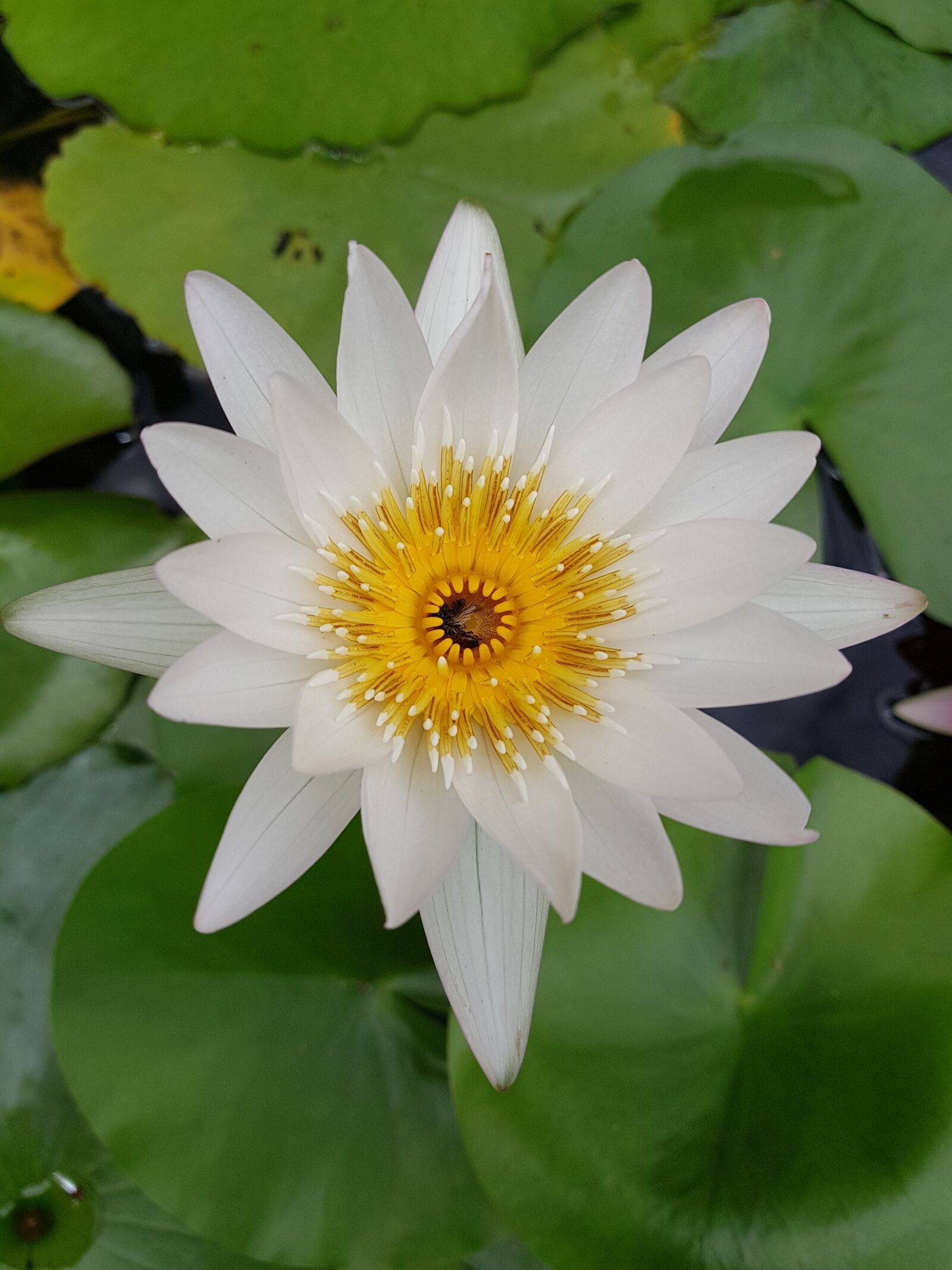 Samsung Galaxy Note Fan Edition sample photo. Lotus, lily, flower photography