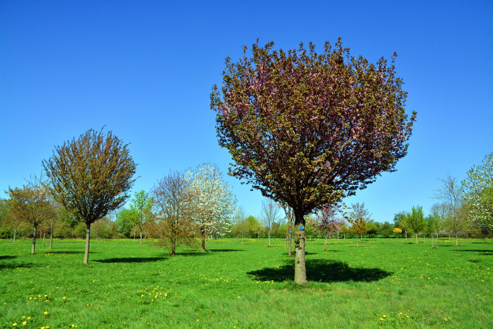 Nikon D5200 sample photo. Cherry tree, tree, nature photography