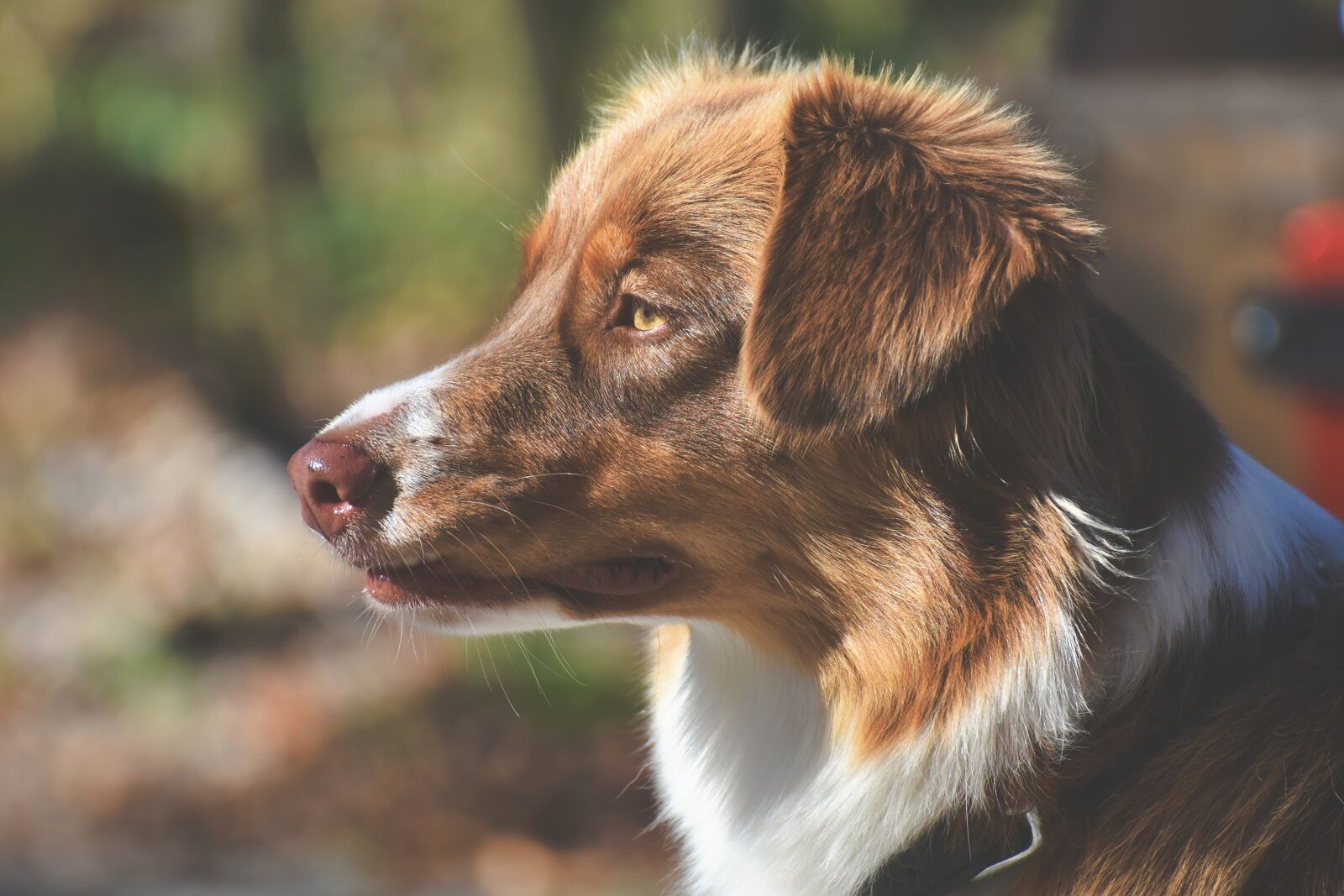 Nikon D7200 sample photo. Dog, pet, quadruped photography
