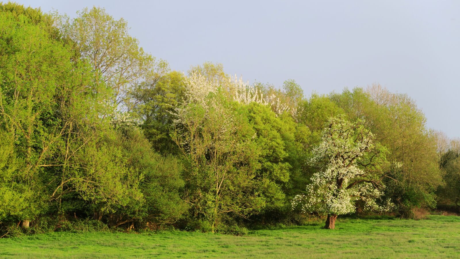 Canon PowerShot G5 X sample photo. Tree, nature, landscape photography