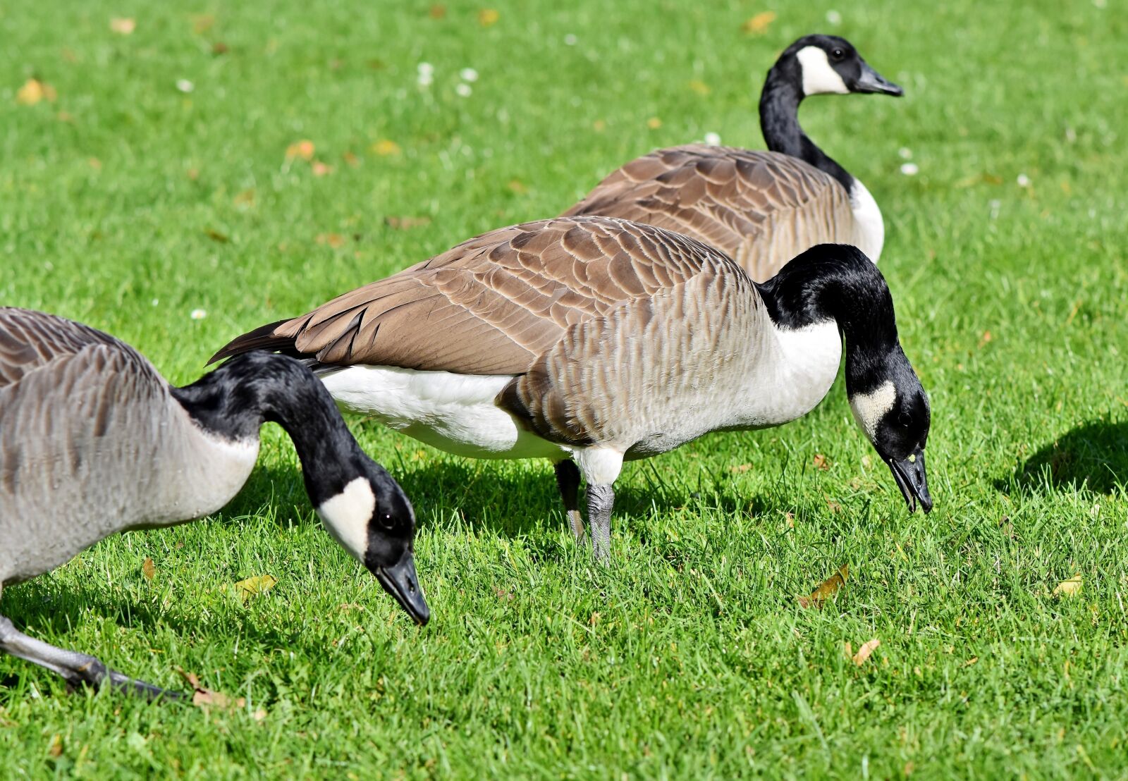 Nikon D7200 sample photo. Canada goose, goose, water photography