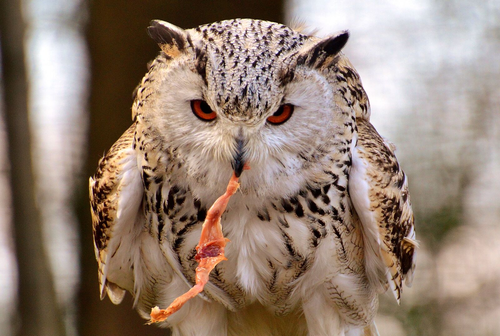 Nikon D3200 sample photo. Owl, wildpark poing, prey photography