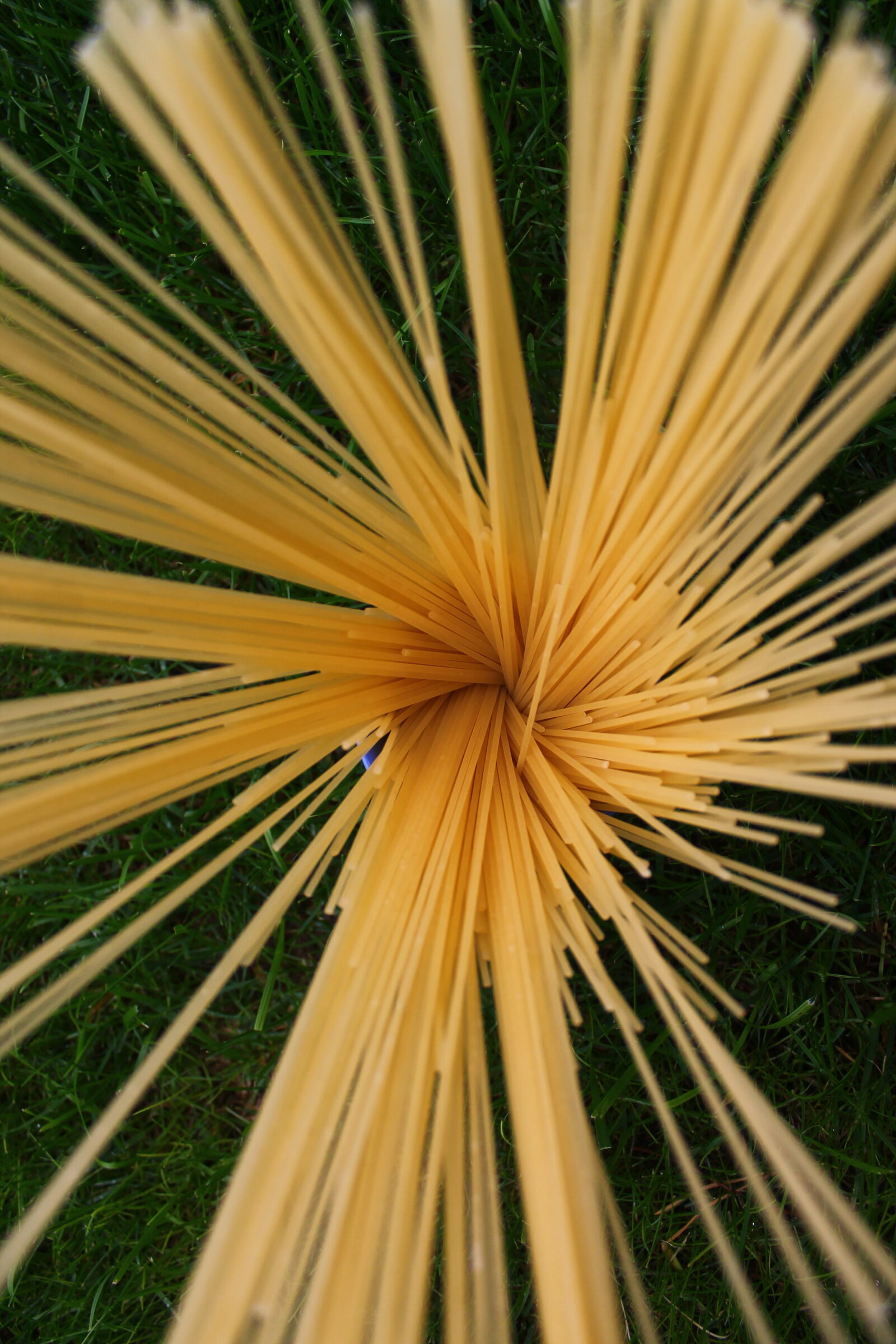 Canon EOS 1100D (EOS Rebel T3 / EOS Kiss X50) sample photo. Grass, spaghetti photography