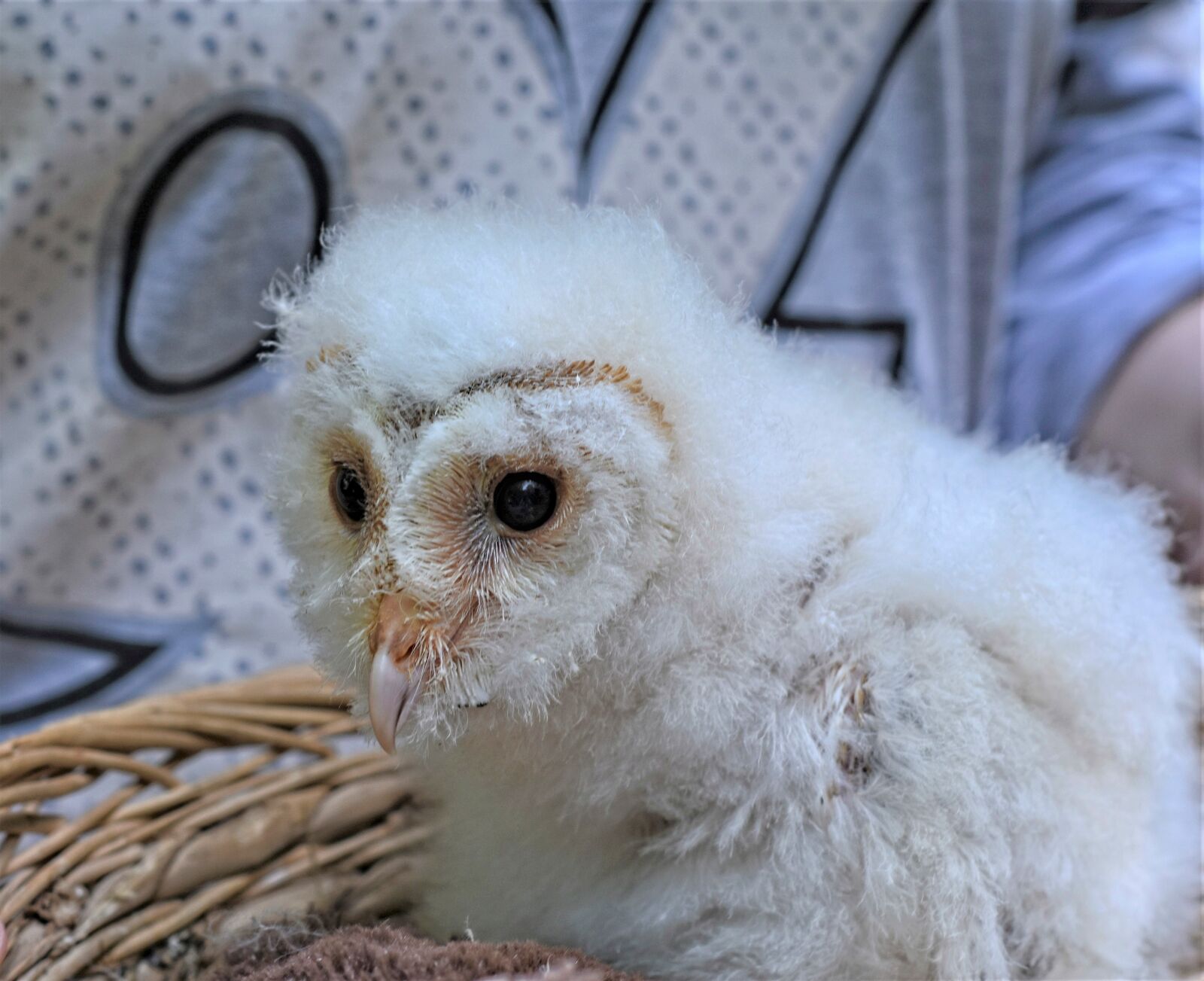Nikon D7200 sample photo. Snow owl, owl, owlet photography