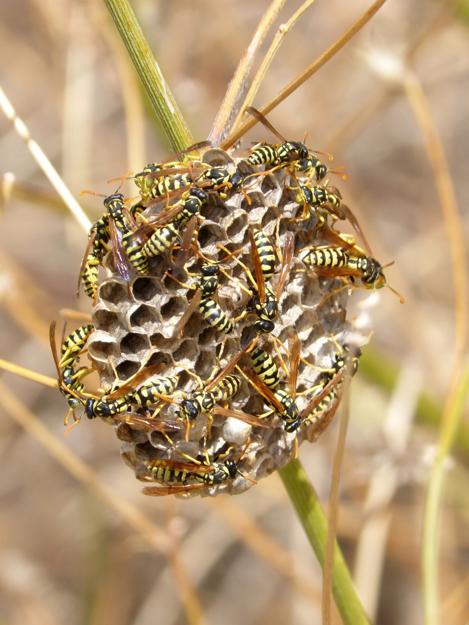 Panasonic DMC-FZ62 sample photo. Paper wasps, wasps, wasp photography