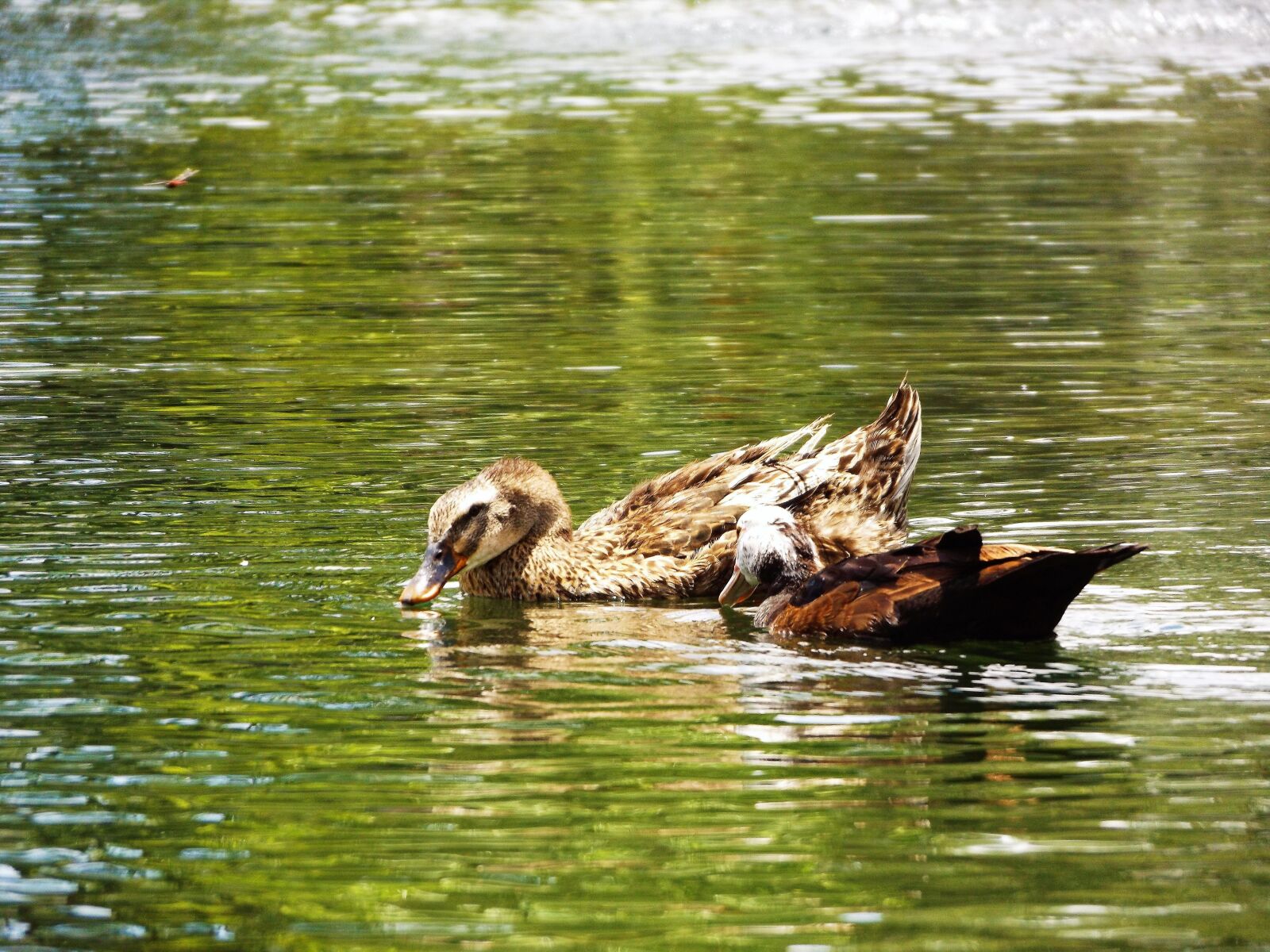 Fujifilm FinePix S8600 sample photo. Ducks, of the, lake photography