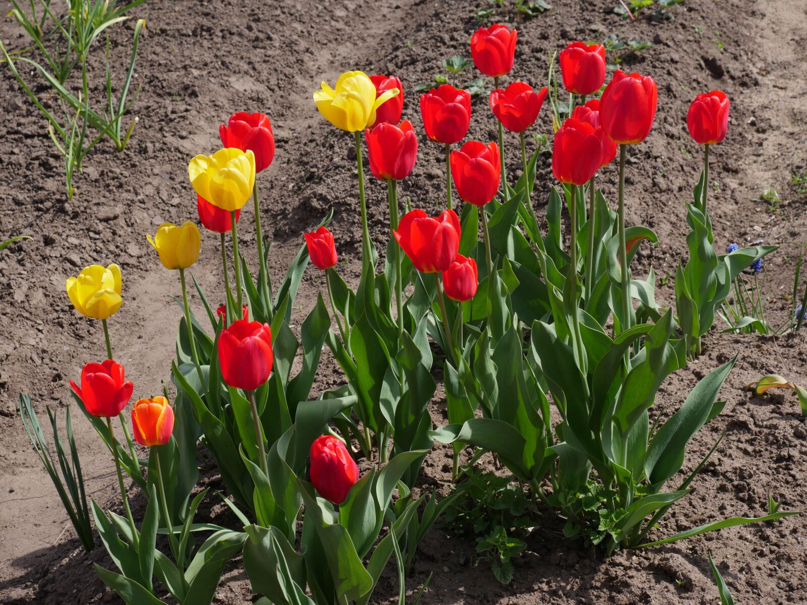 Panasonic Lumix DMC-GX8 sample photo. Red tulips, yellow tulips photography