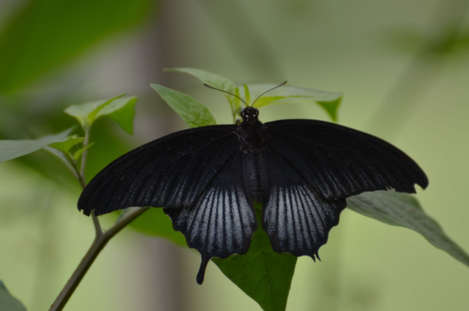 Nikon D5100 sample photo. Butterfly, nature, black photography