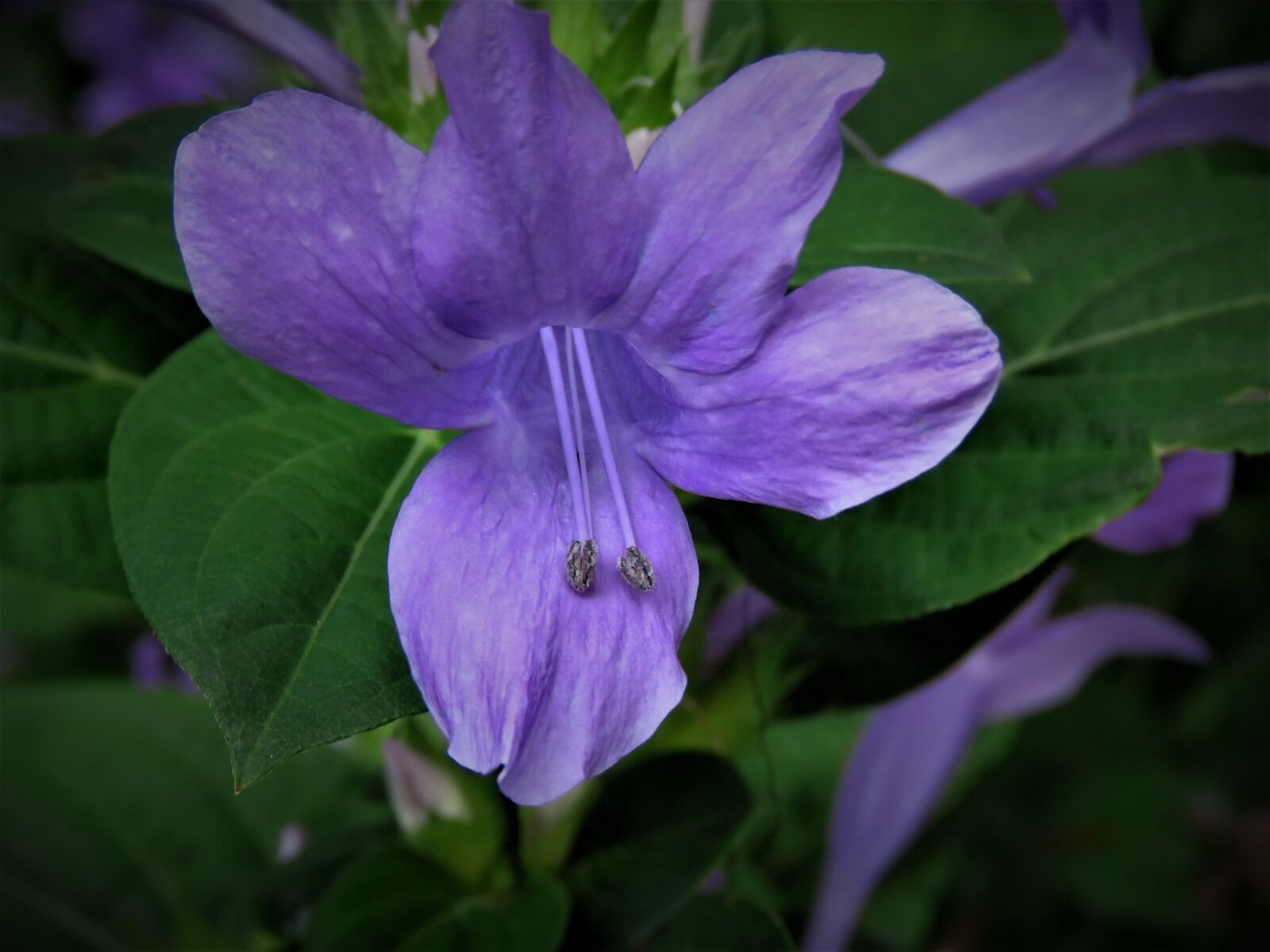 Canon PowerShot SX60 HS sample photo. Flower, blue, garden photography