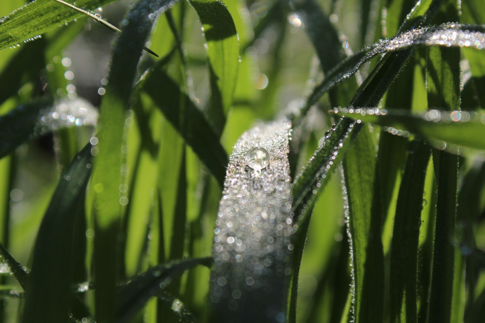 Canon EOS 1300D (EOS Rebel T6 / EOS Kiss X80) sample photo. Morgentau, grass, dew photography