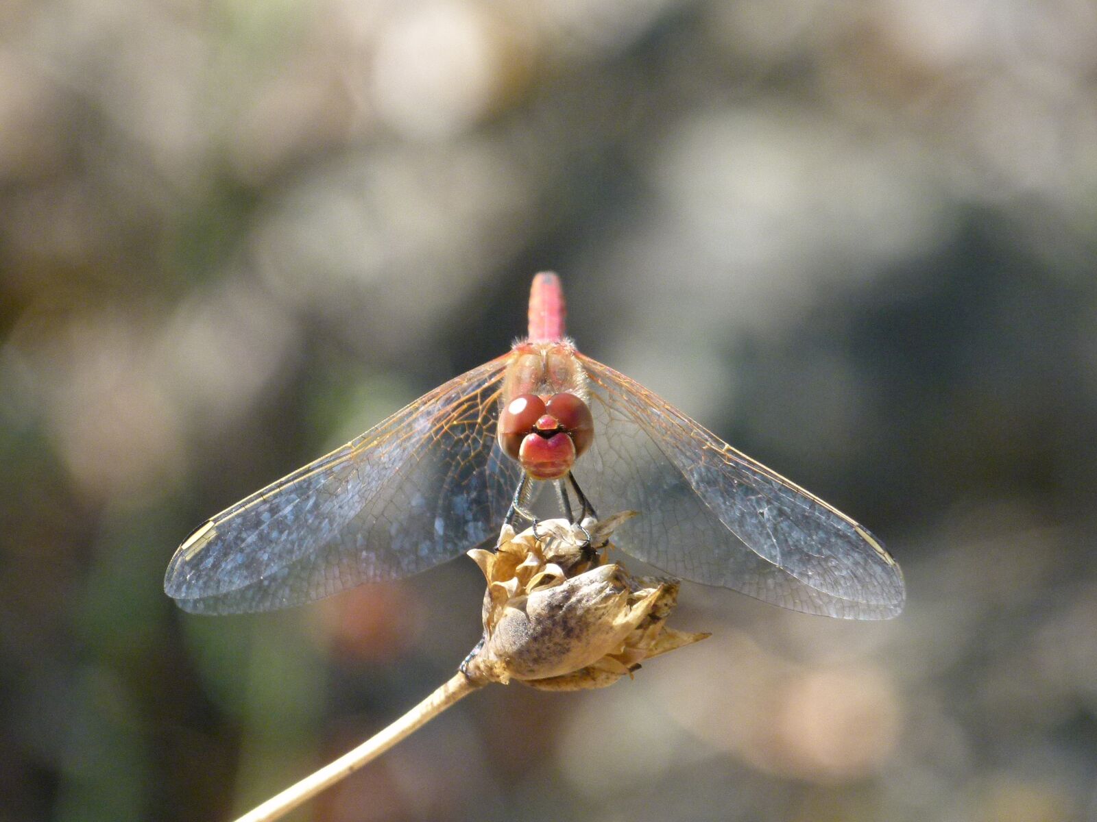 Leica V-Lux 2 sample photo. Dragonfly, dry flower, front photography