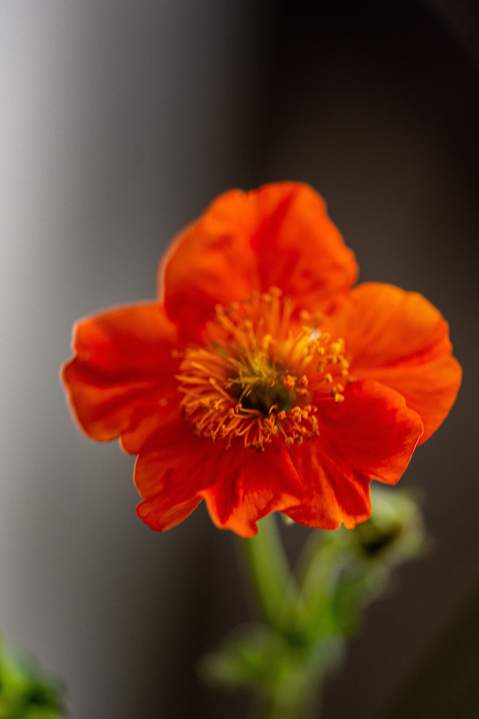 Nikon D7100 sample photo. Flower, red, rozkvitnutý photography